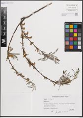Foto von Salix eleagnos Scop.